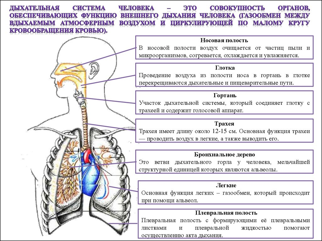 Вдох функции. Строение и функции отделов дыхательной системы. Схема строения дыхательной системы. Дыхательные пути человека схема. Структурные элементы дыхательной системы.