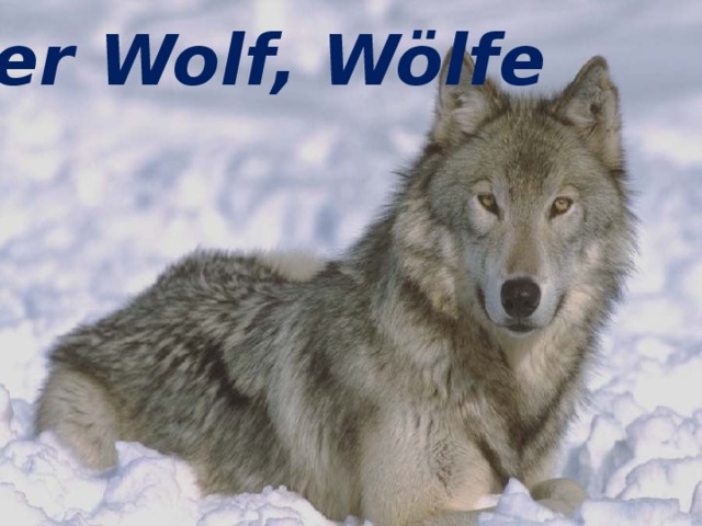 der Wolf, Wölfe der Wolf, Wölfe 
