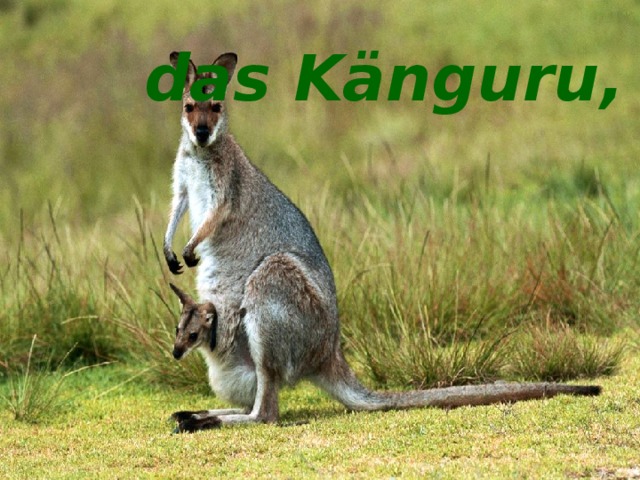 das Känguru, -s das Känguru, -s 