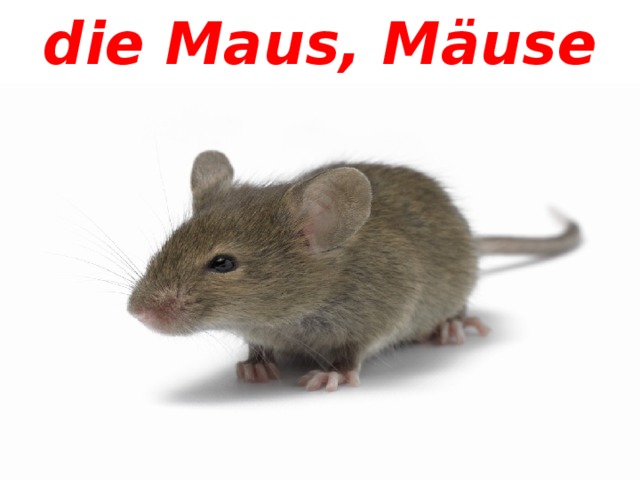 die Maus, Mäuse 