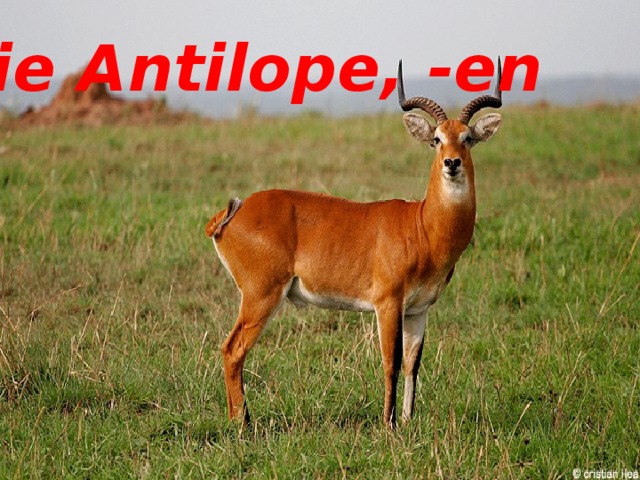 die Antilope, -en die Antilope, -en 