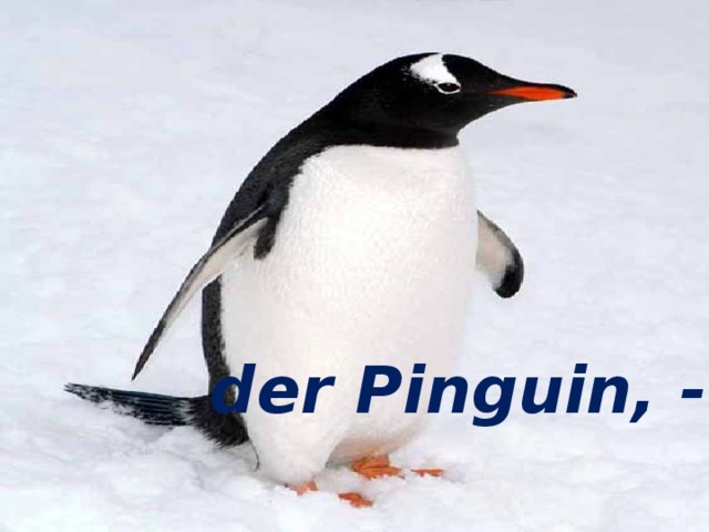 der Pinguin, -e der Pinguin, -e 