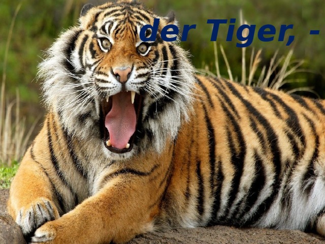 der Tiger, - der Tiger, - 