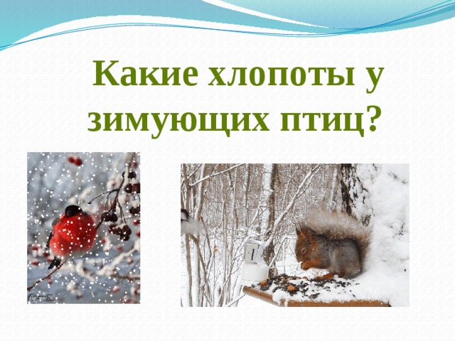 Какие хлопоты у зимующих птиц?   