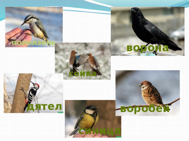 поползень ворона сойка дятел воробей синица 