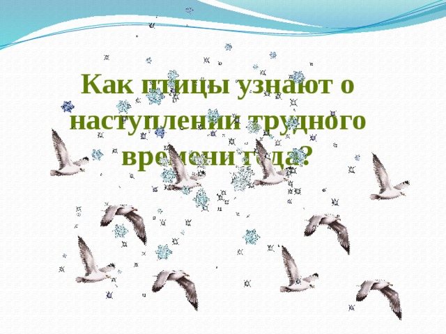 Как птицы узнают о наступлении трудного времени года? 