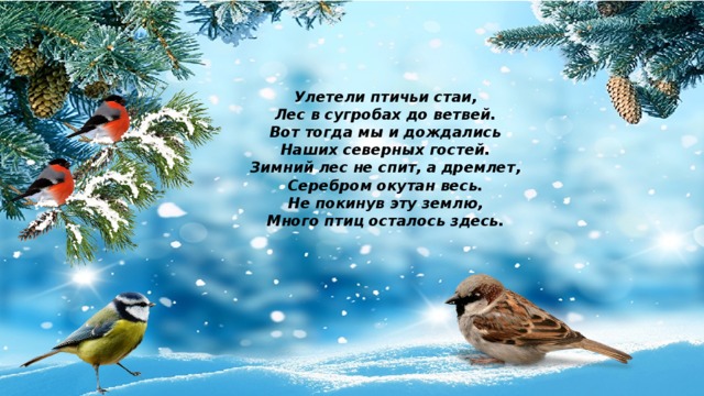 Улетели птичьи стаи, Лес в сугробах до ветвей. Вот тогда мы и дождались Наших северных гостей. Зимний лес не спит, а дремлет, Серебром окутан весь. Не покинув эту землю, Много птиц осталось здесь. 