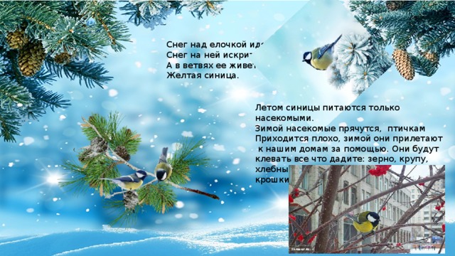 Снег над елочкой идет, Снег на ней искрится, А в ветвях ее живет Желтая синица. Летом синицы питаются только насекомыми. Зимой насекомые прячутся, птичкам Приходится плохо, зимой они прилетают  к нашим домам за помощью. Они будут клевать все что дадите: зерно, крупу, хлебные крошки, кусочки мясо и несоленое сало. 