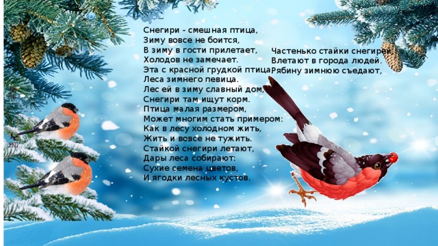 Снегири - смешная птица, Зиму вовсе не боится, В зиму в гости прилетает, Холодов не замечает. Эта с красной грудкой птица, Леса зимнего певица. Лес ей в зиму славный дом, Снегири там ищут корм. Птица малая размером, Может многим стать примером: Как в лесу холодном жить, Жить и вовсе не тужить. Стайкой снегири летают, Дары леса собирают: Сухие семена цветов, И ягодки лесных кустов. Частенько стайки снегирей, Влетают в города людей. Рябину зимнюю съедают, 