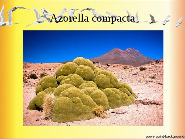 Azorella compacta 