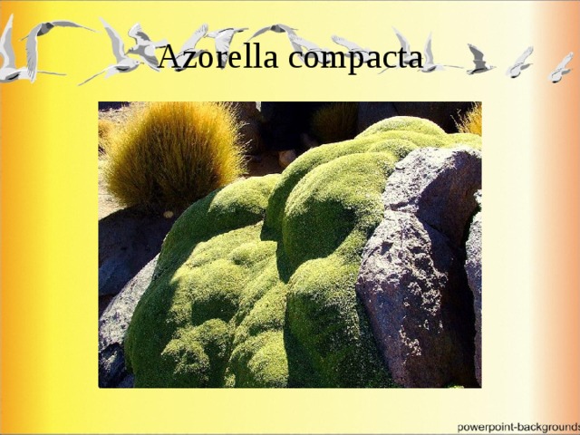 Azorella compacta 