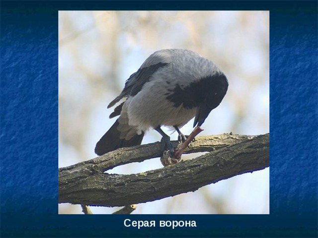 Серая ворона 