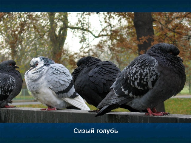 Сизый голубь 