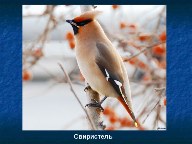 Свиристель 