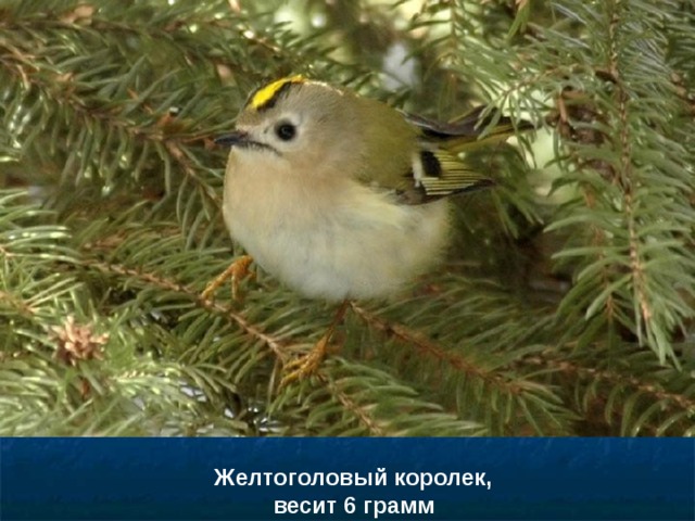 Желтоголовый королек, весит 6 грамм 