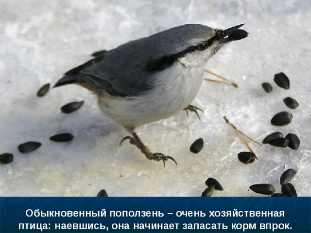 Обыкновенный поползень – очень хозяйственная птица: наевшись, она начинает запасать корм впрок. 