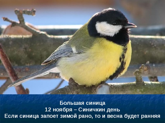 Большая синица 12 ноября – Синичкин день Если синица запоет зимой рано, то и весна будет ранняя  