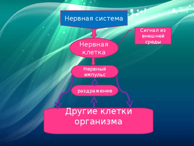 Нервная система Сигнал из внешней среды Нервная клетка Нервный импульс раздражение Другие клетки организма   