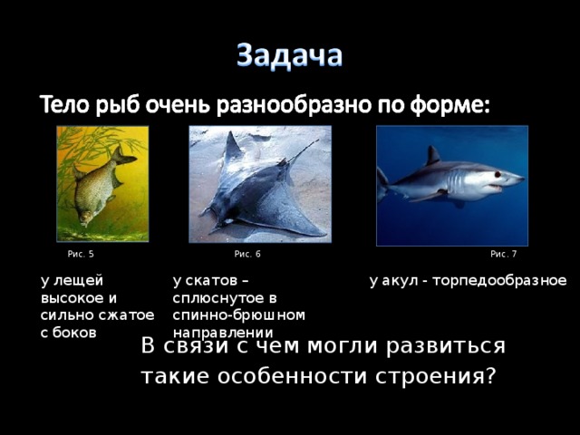 Рис. 5 Рис. 6 Рис. 7 у лещей высокое и сильно сжатое с боков у скатов – сплюснутое в спинно-брюшном направлении у акул - торпедообразное В связи с чем могли развиться такие особенности строения? 