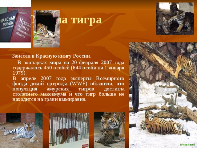  Охрана тигра  Занесен в Красную книгу России.  В зоопарках мира на 20 февраля 2007 года содержалось 450 особей (844 особи на 1 января 1979).  В апреле 2007 года эксперты Всемирного фонда дикой природы (WWF) объявили, что популяция амурских тигров достигла столетнего максимума и что тигр больше не находится на грани вымирания. 