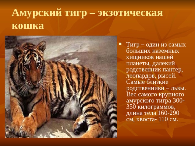 Амурский тигр – экзотическая кошка Тигр – один из самых больших наземных хищников нашей планеты, далекий родственник пантер, леопардов, рысей. Самые близкие родственники – львы. Вес самого крупного амурского тигра 300-350 килограммов, длина тела 160-290 см, хвоста- 110 см. 