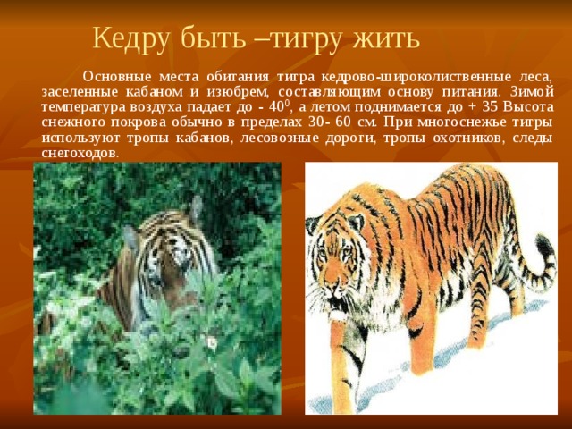 Тигр живет на материке