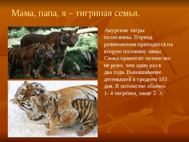 Мама, папа, я – тигриная семья. Амурские тигры полигамны. Период размножения приходится на вторую половину зимы. Самка приносит потомство не реже, чем один раз в два года. Вынашивание детенышей в среднем 103 дня. В потомстве обычно 1- 4 тигрёнка, чаще 2- 3. 