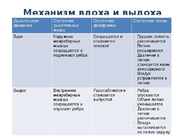 Механизм вдоха и выдоха презентация