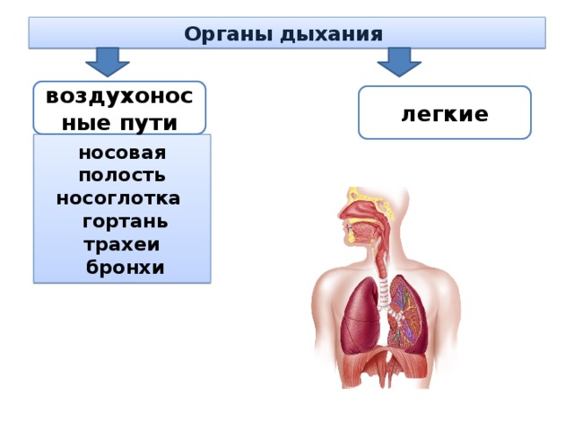 Воздухоносные пути человека представлены системой трахей