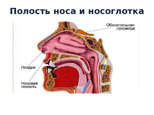 Полость носа и носоглотка 