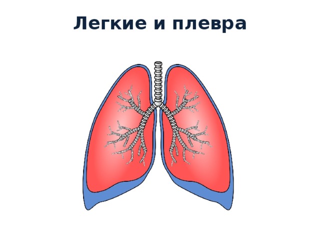 Какой цифрой на рисунке обозначена пристеночная плевра