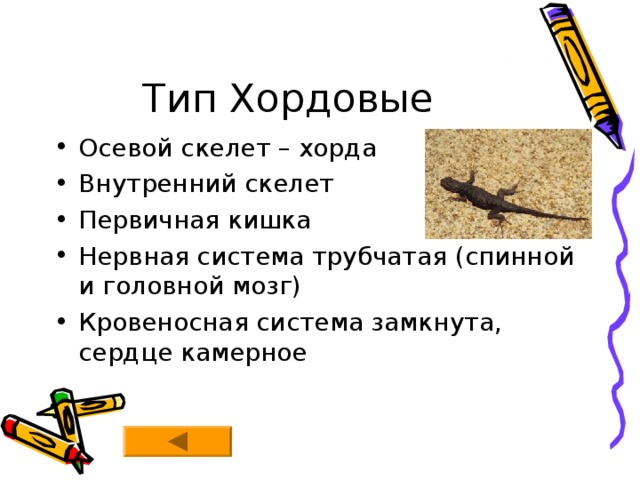 Тип Хордовые Осевой скелет – хорда Внутренний скелет Первичная кишка Нервная система трубчатая (спинной и головной мозг) Кровеносная система замкнута, сердце камерное 