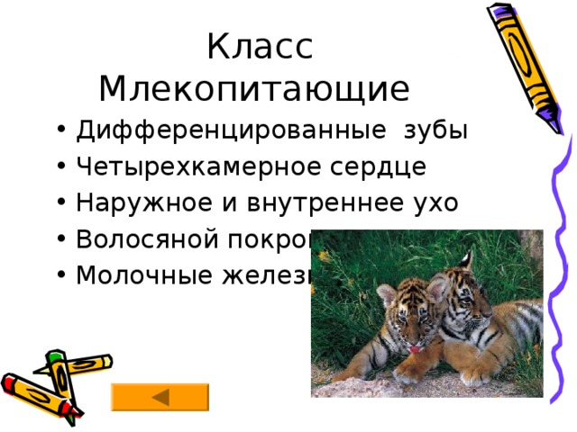 Рассмотрите рисунок напишите названия частей кожного покрова млекопитающих обозначенных цифрами