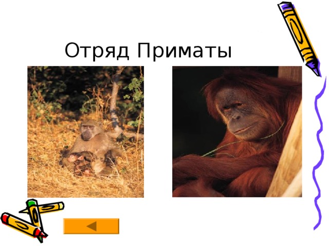 Отряд Приматы 