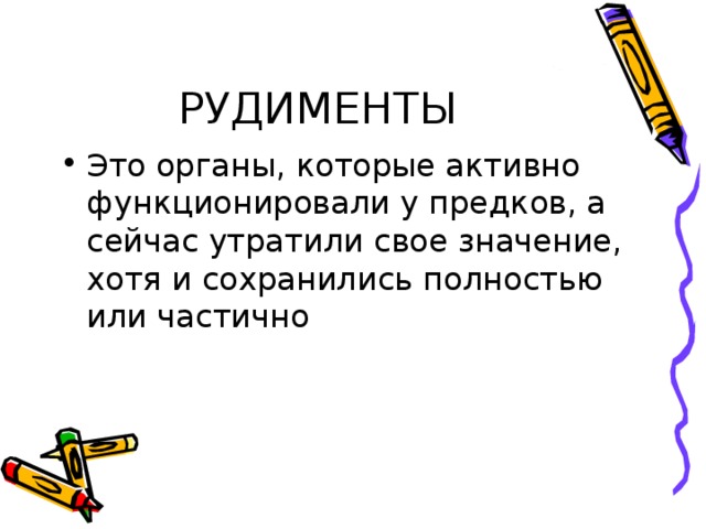 РУДИМЕНТЫ Это органы, которые активно функционировали у предков, а сейчас утратили свое значение, хотя и сохранились полностью или частично 