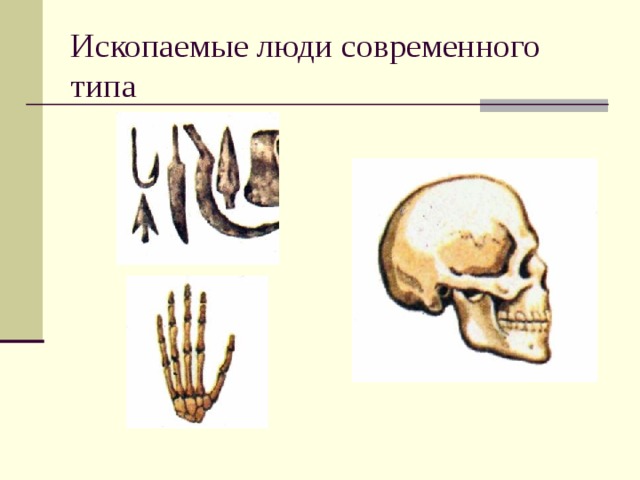 Как называют первых ископаемых людей современного типа. Ископаемые люди современного типа. группа ископаемых людей.
