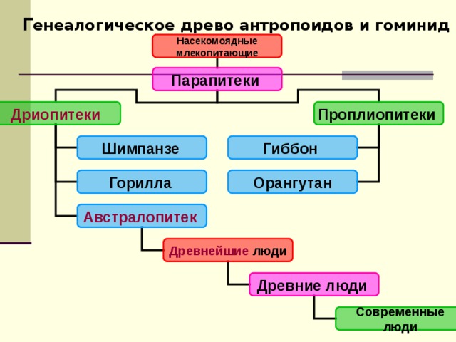 Млекопитающие хордовые человек разумный гоминиды приматы люди