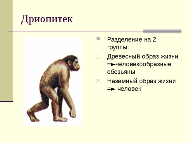 Образ жизни человекообразных обезьян. Дриопитек рамапитек австралопитек. Дриопитек внешний вид. Дриопитек древесная обезьяна. Строение и образ жизни дриопитеков.