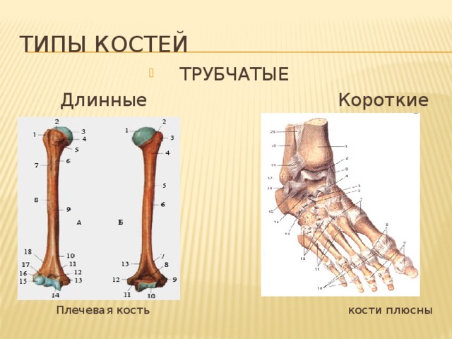 Типы костей ТРУБЧАТЫЕ  Длинные Короткие  Плечевая кость кости плюсны 