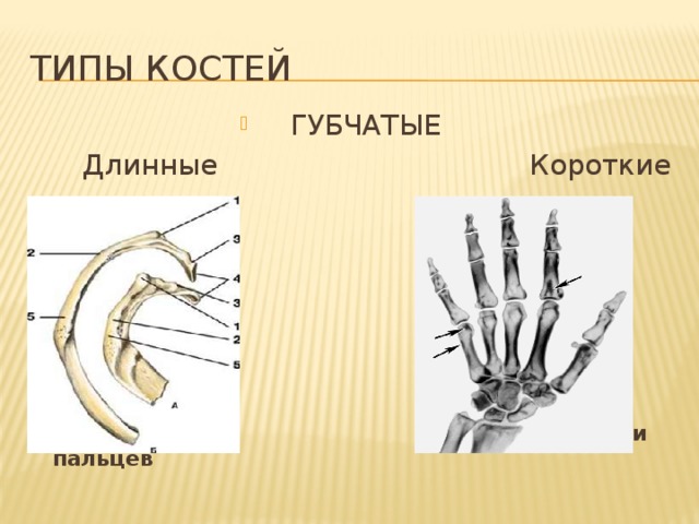 Фаланги пальца тип соединения. Фаланги пальцев кость Тип кости. Фаланга мизинца Тип кости.