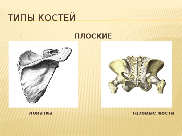 Типы костей ПЛОСКИЕ  лопатка тазовые кости 