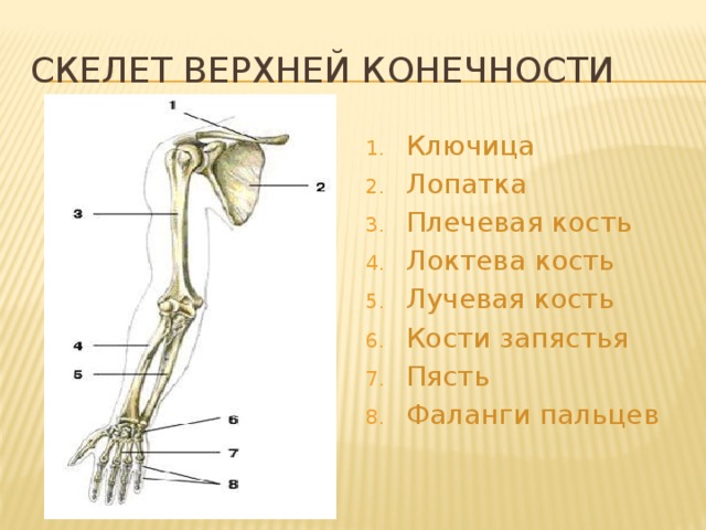 Отделы скелета пояса верхних конечностей. Лучевая кость верхней конечности. Скелет верхней конечности схема. Кости верхней конечности лопатка. Кости верхней конечности ключица лопатка.