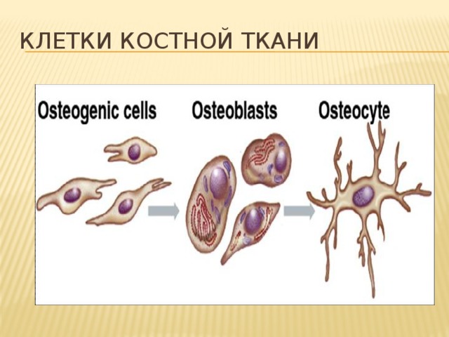 Клетки костной ткани 