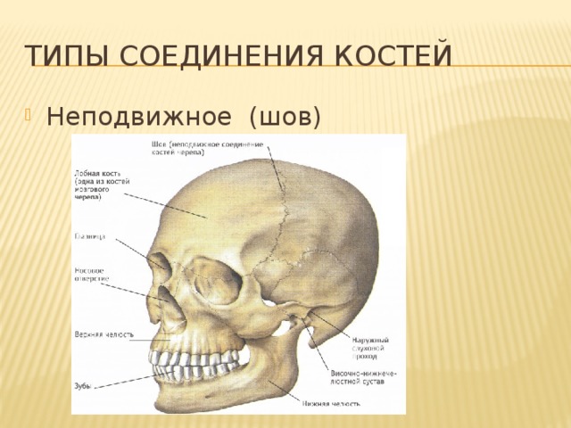 Типы соединения костей Неподвижное (шов) 