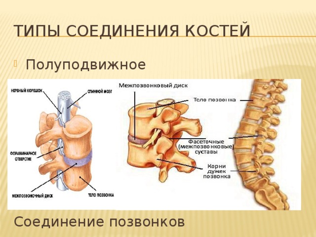 Типы соединения костей Полуподвижное Соединение позвонков 