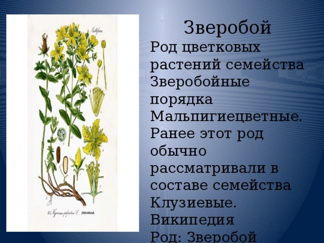 Зверобой Род цветковых растений семейства Зверобойные порядка Мальпигиецветные. Ранее этот род обычно рассматривали в составе семейства Клузиевые. Википедия Род: Зверобой (Hypericum) 