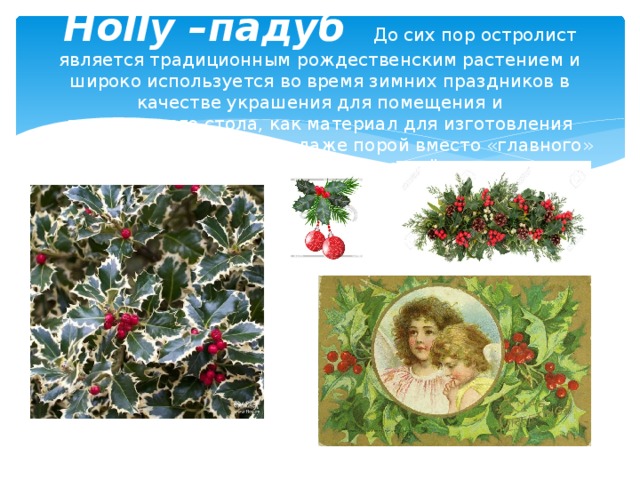   Holly –падуб До сих пор остролист является традиционным рождественским растением и широко используется во время зимних праздников в качестве украшения для помещения и праздничного стола, как материал для изготовления рождественских венков и даже порой вместо «главного» рождественского дерева — ёлки. 
