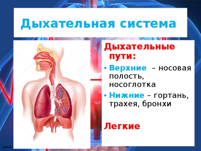 Дыхательная система  Дыхательные пути: Верхние – носовая полость, носоглотка Нижние – гортань, трахея, бронхи Легкие  