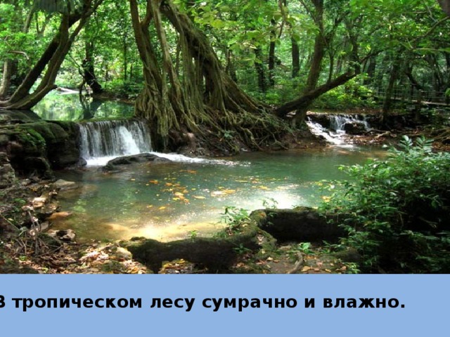В тропическом лесу сумрачно и влажно. 