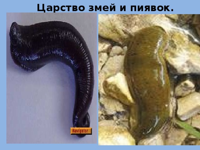 Царство змей и пиявок. 